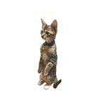 こねこのぺろすけ（個別スタンプ：37）