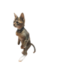 こねこのぺろすけ（個別スタンプ：38）