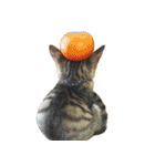 こねこのぺろすけ（個別スタンプ：39）