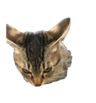 こねこのぺろすけ（個別スタンプ：40）