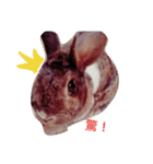 rabbit daily.（個別スタンプ：7）