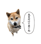 白い犬の犬仲間2（個別スタンプ：27）