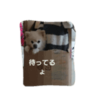 Pomeranians   Colon（個別スタンプ：1）