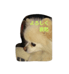 Pomeranians   Colon（個別スタンプ：2）