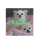 Pomeranians   Colon（個別スタンプ：4）