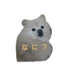 Pomeranians   Colon（個別スタンプ：7）