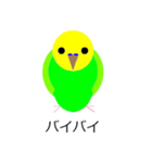 インコの絵（個別スタンプ：4）