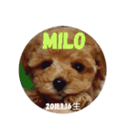 MILO＆LISA 5（個別スタンプ：10）