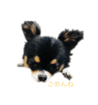 チワワのルーゴロ3..（個別スタンプ：5）