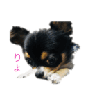 チワワのルーゴロ3..（個別スタンプ：21）
