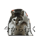 rinon＆fuu（個別スタンプ：16）