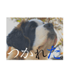 Louis＆Louis sec.（個別スタンプ：7）