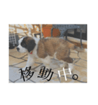 Louis＆Louis sec.（個別スタンプ：9）