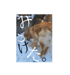 Louis＆Louis sec.（個別スタンプ：16）