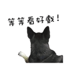 Canis lupus familiaris application（個別スタンプ：1）