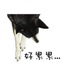 Canis lupus familiaris application（個別スタンプ：2）