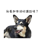 Canis lupus familiaris application（個別スタンプ：3）