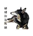 Canis lupus familiaris application（個別スタンプ：4）