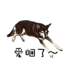Canis lupus familiaris application（個別スタンプ：5）