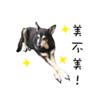 Canis lupus familiaris application（個別スタンプ：6）