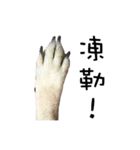 Canis lupus familiaris application（個別スタンプ：8）