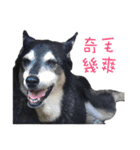 Canis lupus familiaris application（個別スタンプ：11）