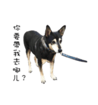 Canis lupus familiaris application（個別スタンプ：13）