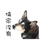 Canis lupus familiaris application（個別スタンプ：14）