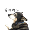Canis lupus familiaris application（個別スタンプ：15）