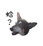 Canis lupus familiaris application（個別スタンプ：16）