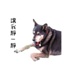 Canis lupus familiaris application（個別スタンプ：17）
