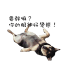 Canis lupus familiaris application（個別スタンプ：18）