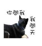 Canis lupus familiaris application（個別スタンプ：19）