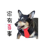 Canis lupus familiaris application（個別スタンプ：20）
