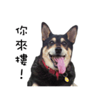 Canis lupus familiaris application（個別スタンプ：21）