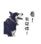 Canis lupus familiaris application（個別スタンプ：22）
