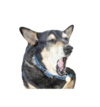 Canis lupus familiaris application（個別スタンプ：23）