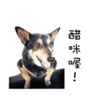 Canis lupus familiaris application（個別スタンプ：24）