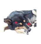 Canis lupus familiaris application（個別スタンプ：25）