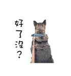 Canis lupus familiaris application（個別スタンプ：26）