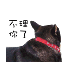 Canis lupus familiaris application（個別スタンプ：27）