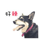 Canis lupus familiaris application（個別スタンプ：28）