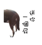 Canis lupus familiaris application（個別スタンプ：29）
