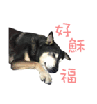 Canis lupus familiaris application（個別スタンプ：30）