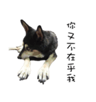 Canis lupus familiaris application（個別スタンプ：31）