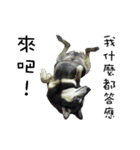 Canis lupus familiaris application（個別スタンプ：32）