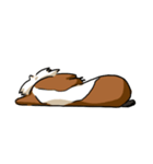 Guinea Pig DAJI（個別スタンプ：6）