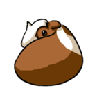 Guinea Pig DAJI（個別スタンプ：8）