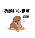 西原さんが使う可愛い子犬の名前スタンプ（個別スタンプ：1）