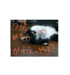 子猫のじろにゃん（個別スタンプ：8）